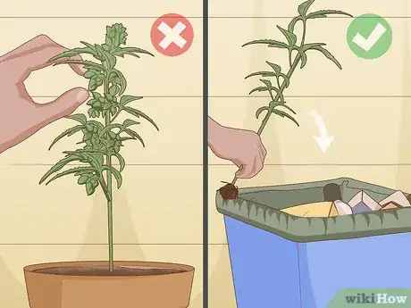 Imagen titulada Identify Female and Male Marijuana Plants Step 5