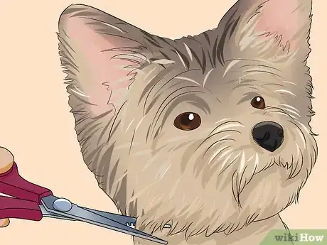 Imagen titulada Trim a Yorkie's Face Step 10