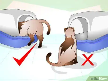 Imagen titulada Maintain Your Kitten's Litter Box Step 10