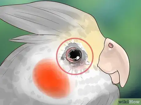 Imagen titulada Treat Conjunctivitis in Cockatiels Step 8