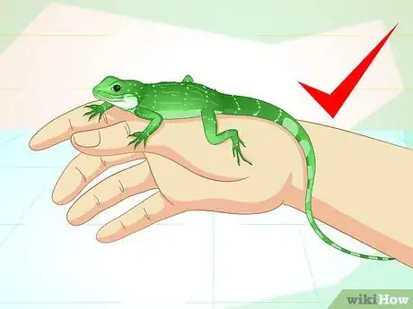 Imagen titulada Take Care of a Chinese Water Dragon Step 1