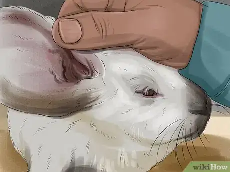 Imagen titulada Tell if Your Rabbit Is in Pain Step 10