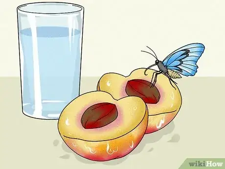 Imagen titulada Make a Butterfly Feeder Step 9