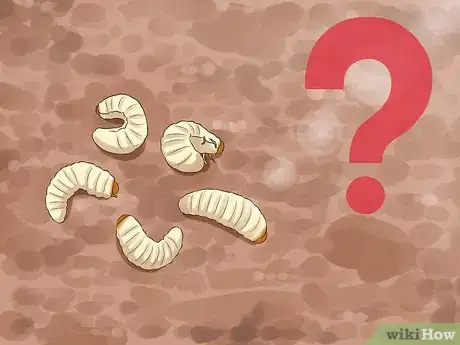 Imagen titulada Get Rid of Grubs Step 3