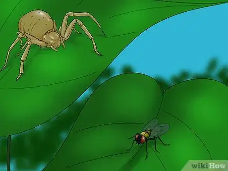 Imagen titulada Identify a Crab Spider Step 9