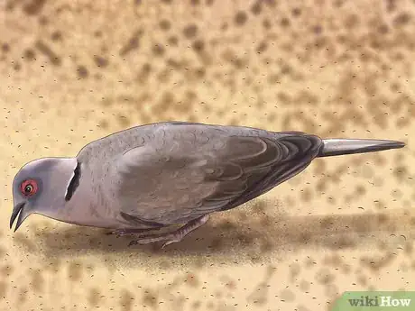 Imagen titulada Identify a Mourning Dove Step 13