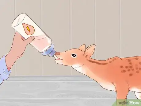 Imagen titulada Bottle Feed an Orphaned Fawn Step 8