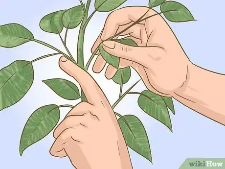 Imagen titulada Prune Pepper Plants Step 3