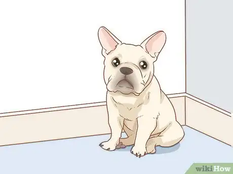 Imagen titulada Clean a French Bulldog's Ears Step 7