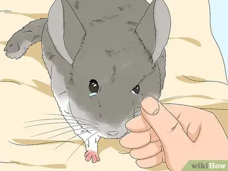 Imagen titulada Treat Eye Irritations in Chinchillas Step 1