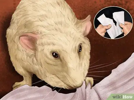 Imagen titulada Bond With Your Pet Rat Step 11