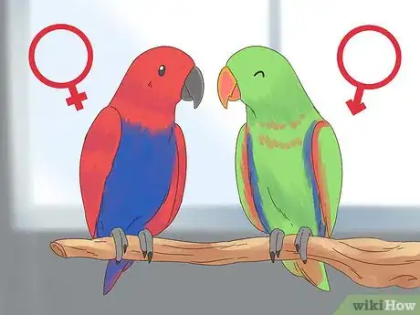 Imagen titulada Know if an Eclectus Is Right for You Step 10