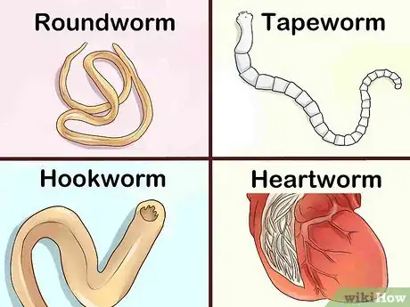 Imagen titulada Identify Different Dog Worms Step 1