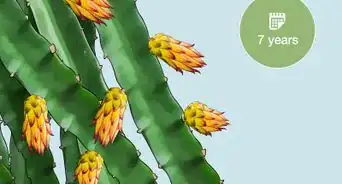 fertilizar la pitahaya