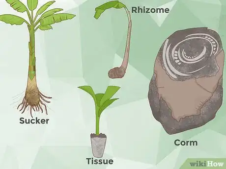 Imagen titulada Grow Banana Plants Step 6