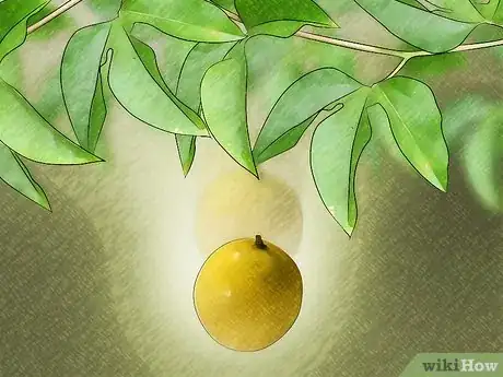 Imagen titulada Tell if a Passion Fruit Is Ripe Step 4