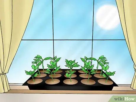 Imagen titulada Root Chrysanthemum Cuttings Step 9