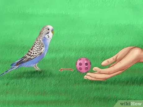 Imagen titulada Play With Your Parakeet Step 3