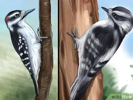 Imagen titulada Tell the Difference Between Downy and Hairy Woodpeckers Step 2