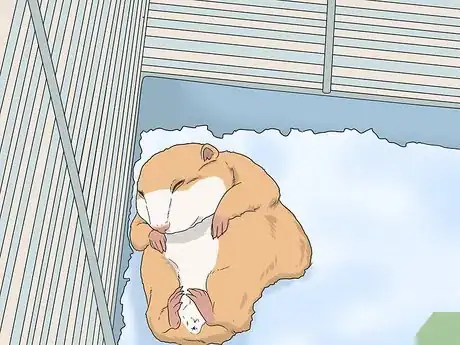 Imagen titulada Deal With Your Hamster Dying Step 5