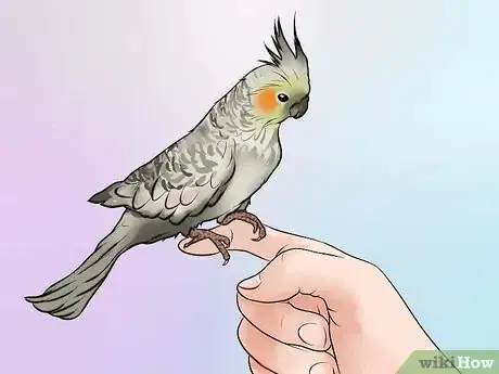 Imagen titulada Decide if a Parrot Is Right for You Step 5