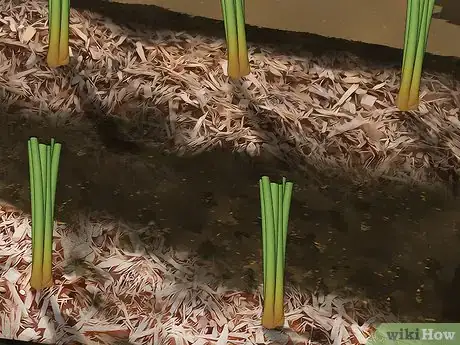 Imagen titulada Plant Onions Step 15