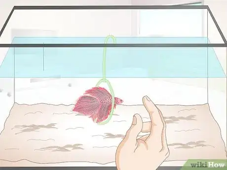 Imagen titulada Train Your Betta Fish Step 9