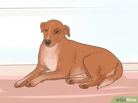 Imagen titulada Rehabilitate an Overly Shy Dog Step 1