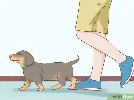 Imagen titulada Take Care of a Dachshund Step 2