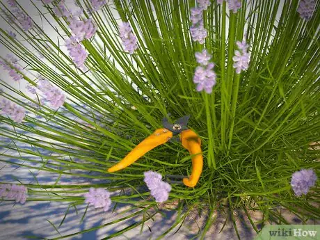 Imagen titulada Dry Your Home Grown Lavender Step 2