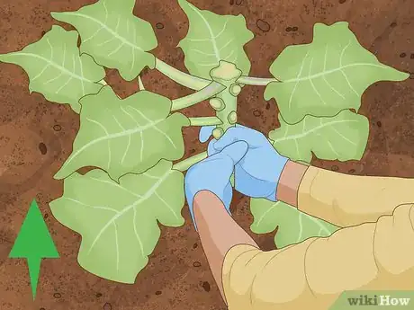 Imagen titulada Harvest Broccoli Step 9