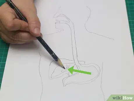 Imagen titulada Draw a Model of the Digestive System Step 10