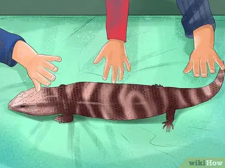 Imagen titulada Take Care of a Five Lined Skink Step 9