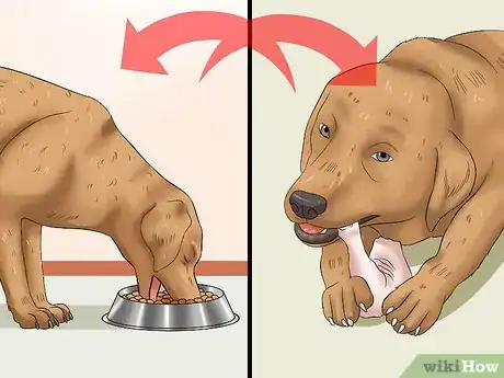 Imagen titulada Keep a Dog From Throwing Up Step 10