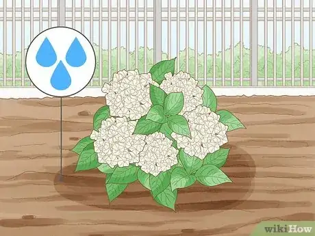 Imagen titulada Grow Hydrangeas Step 7