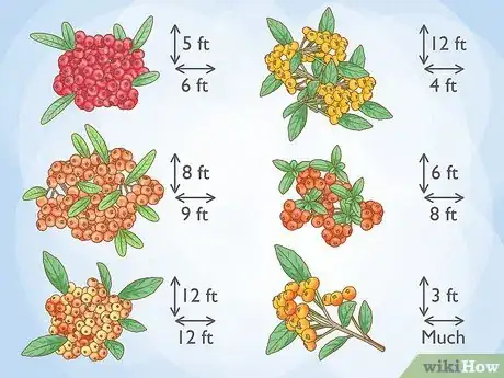 Imagen titulada Plant Pyracantha Step 1