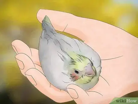 Imagen titulada Breed Cockatiels Step 4