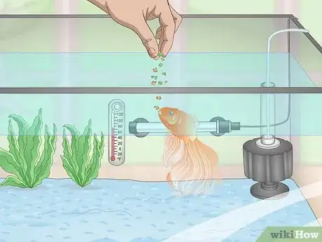 Imagen titulada Keep a Goldfish Happy and Healthy Step 9