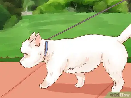 Imagen titulada Take Care of a West Highland White Terrier Step 14