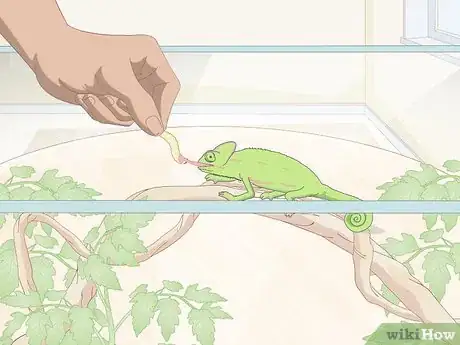 Imagen titulada Take Care of a Chameleon Step 8