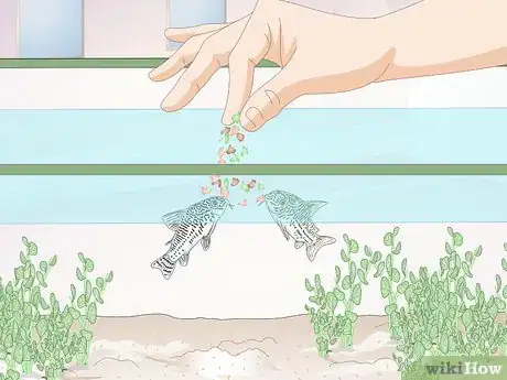 Imagen titulada Care for Corydoras Step 5