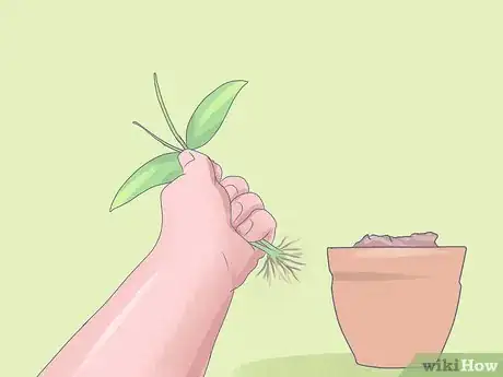 Imagen titulada Care for Mini Orchids Step 5