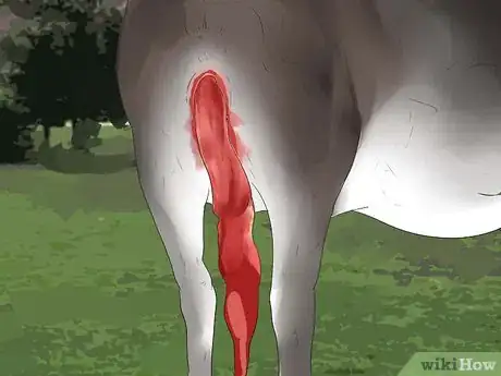 Imagen titulada Tell if a Cow or Heifer Is About to Give Birth Step 14