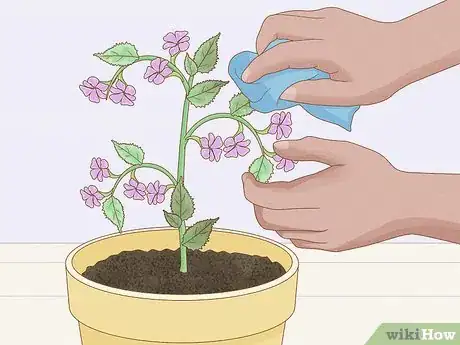 Imagen titulada Get Rid of Mold on Houseplants Step 13