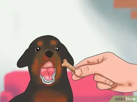 Imagen titulada Train a Rottweiler Step 12