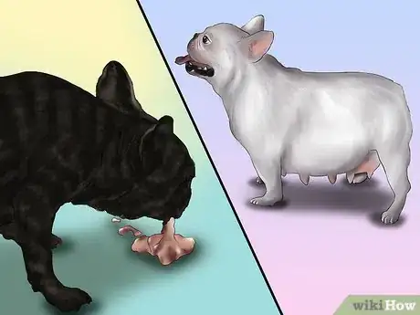 Imagen titulada Breed French Bulldogs Step 6