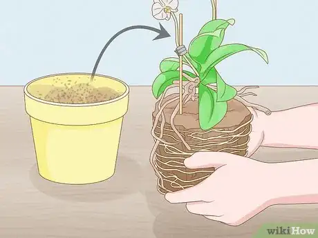 Imagen titulada Save an Orchid from Root Rot Step 3