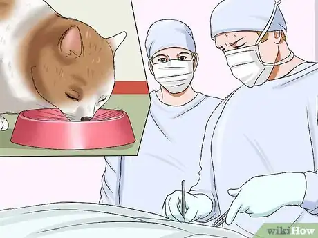 Imagen titulada Treat Bladder Stones in Cats Step 6