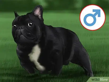 Imagen titulada Breed French Bulldogs Step 1