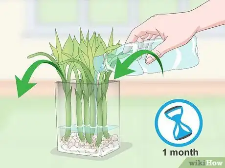 Imagen titulada Propagate Lucky Bamboo Step 9